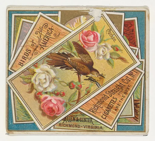 Cuckoo, from the Birds of America series (N37) for Allen & Ginter Cigarettes