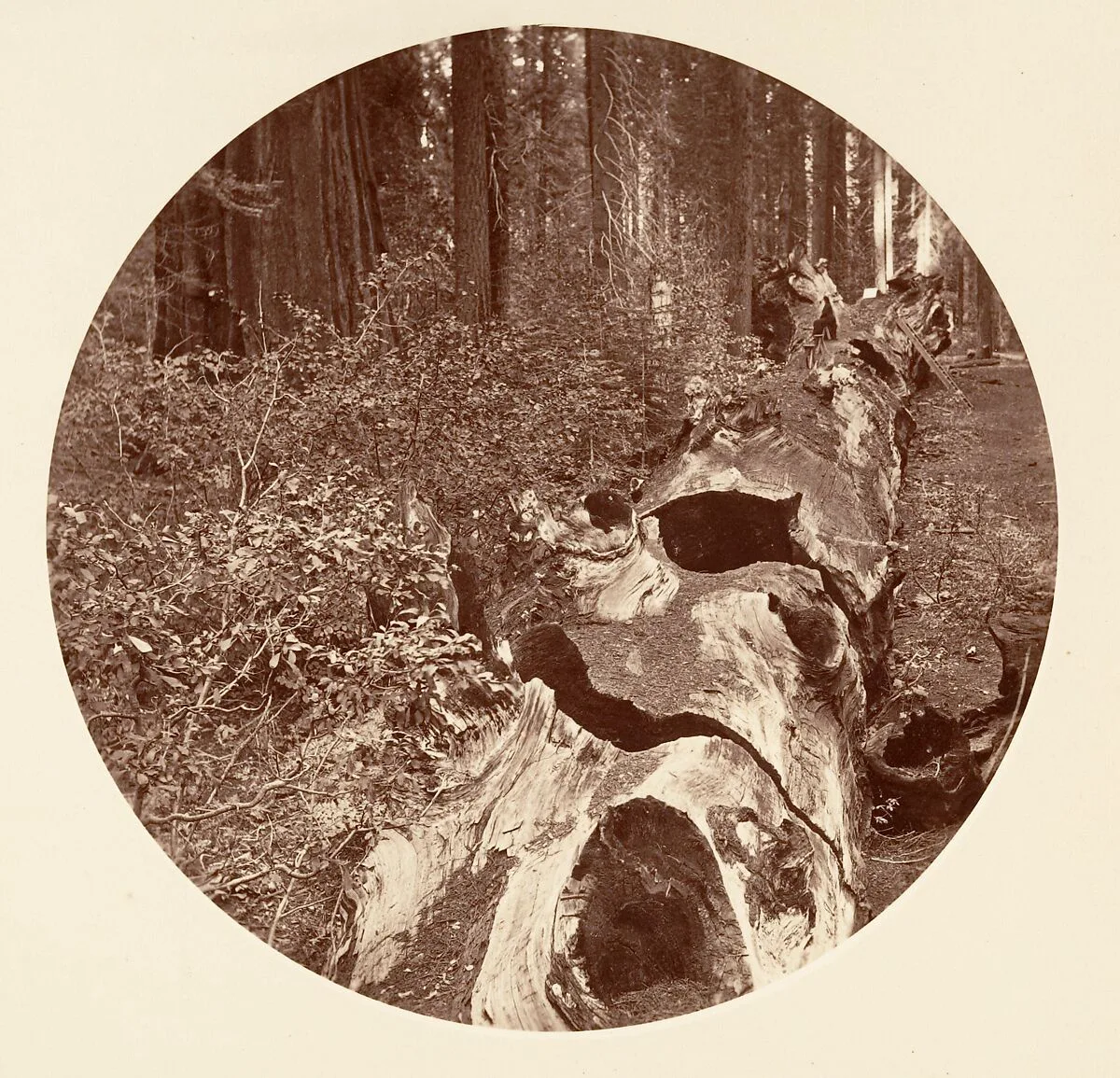 Auld Reckie - C. Grove — Carleton E. Watkins