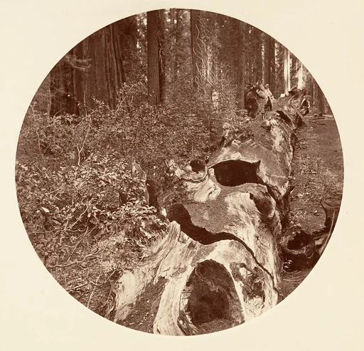 Auld Reckie - C. Grove