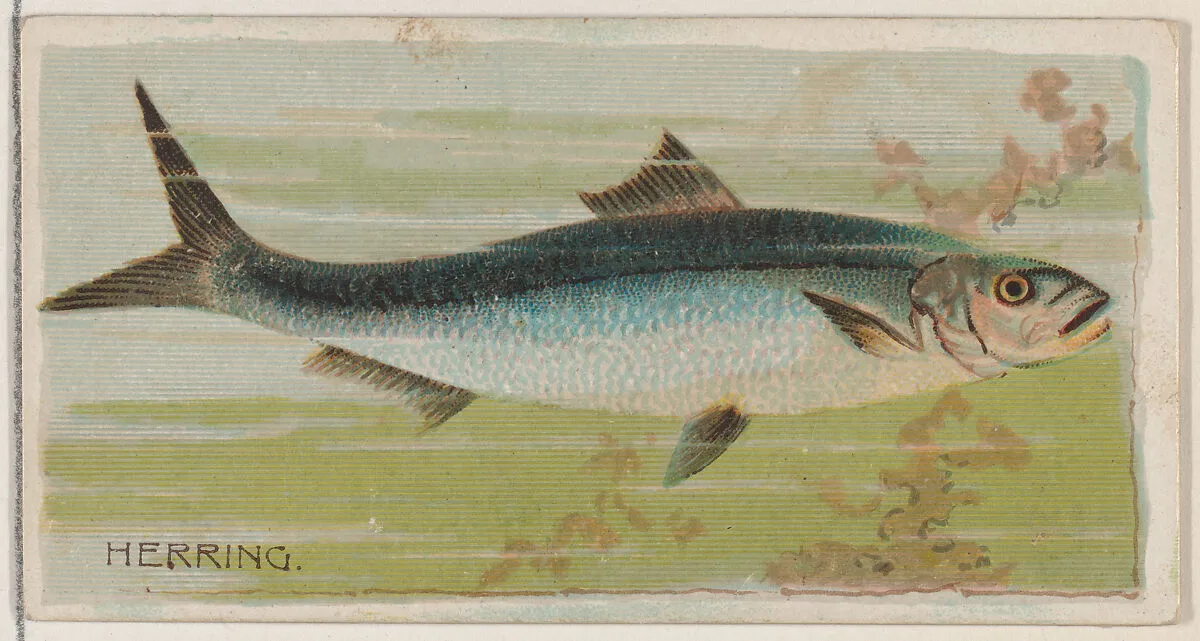 Herring, from the series Fishers and Fish (N74) for Duke brand cigarettes — W. Duke, Sons & Co.|Knapp & Company