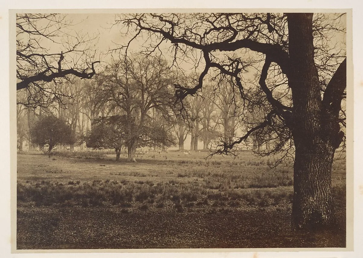 Windsor Park, Deer Feeding — W. H. Nicholl