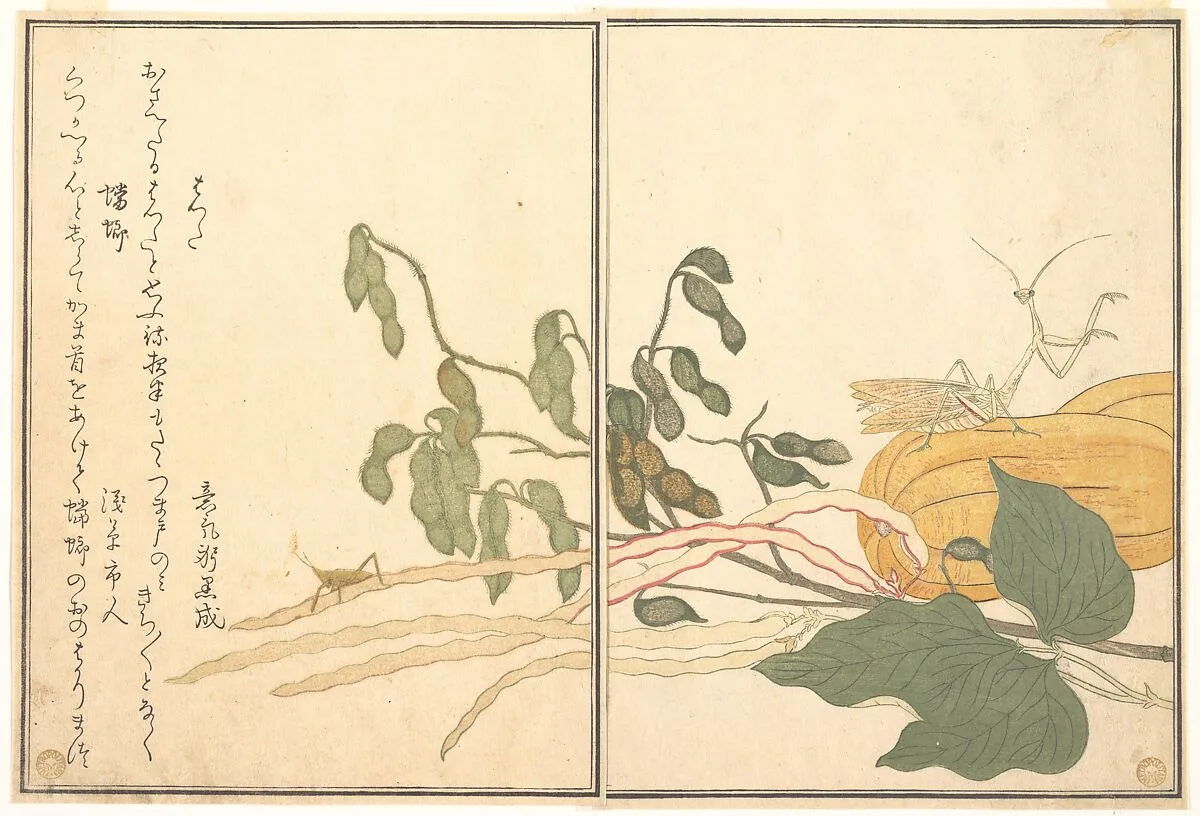 画本虫撰 バッタと蟷螂|Cone-headed Grasshopper or Locust, (batta); Praying Mantis (Tōrō or Kamakiri), from the Picture Book of Crawling Creatures (Ehon mushi erami) — Kitagawa Utamaro