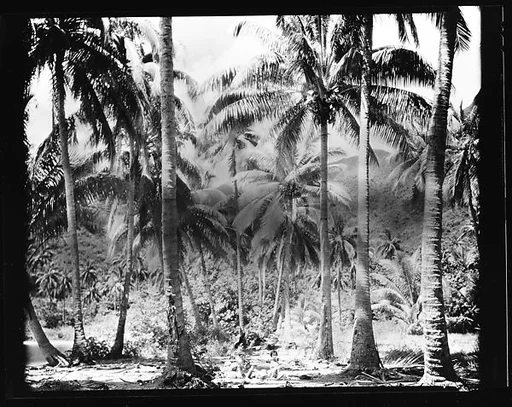 [South Seas: Palm Trees and Children Seated on Cocoanuts]