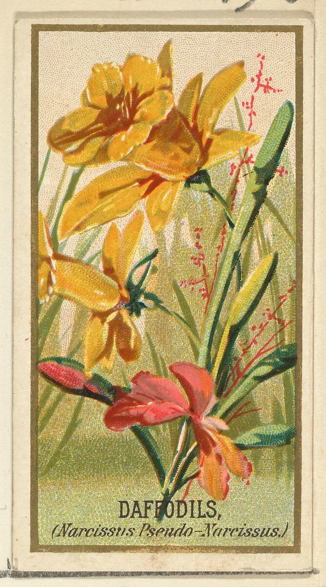 Daffodils (Narcissis Pseudo-Narcissus), from the Flowers series for Old Judge Cigarettes — Goodwin & Company|George S. Harris & Sons