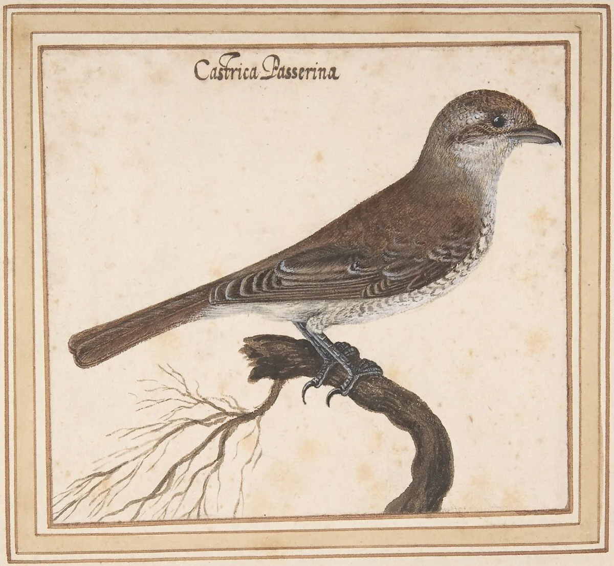 Castrica Passerina — Vincenzo Leonardi