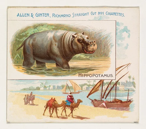 Hippopotamus, from Quadrupeds series (N41) for Allen & Ginter Cigarettes