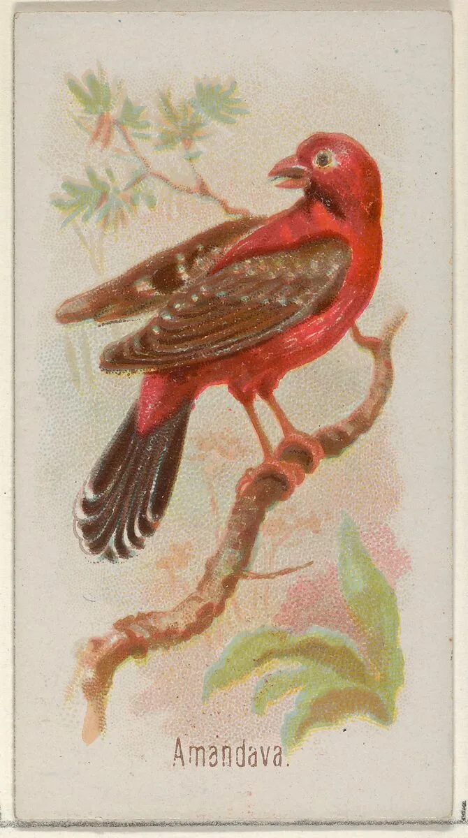 Amandava, from the Song Birds of the World series (N23) for Allen & Ginter Cigarettes — Allen & Ginter|George S. Harris & Sons