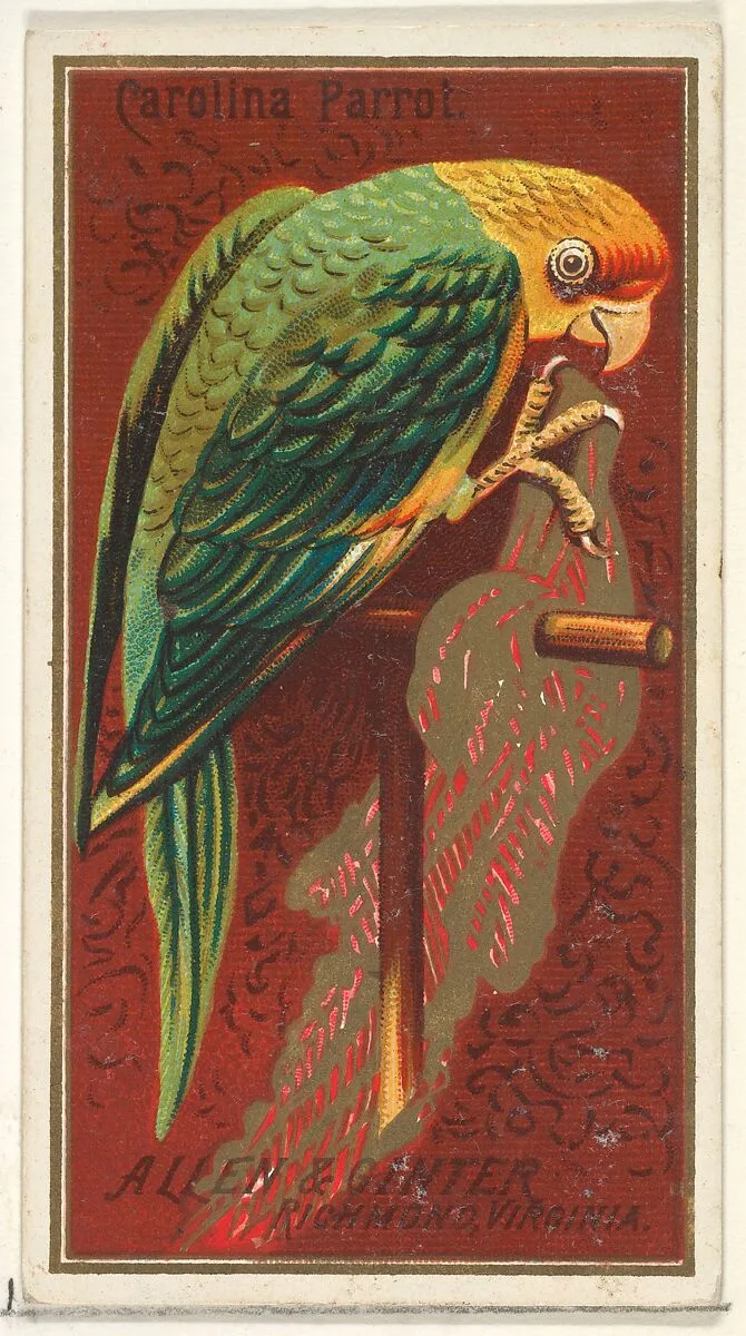 Carolina Parrot, from the Birds of America series (N4) for Allen & Ginter Cigarettes Brands — Allen & Ginter