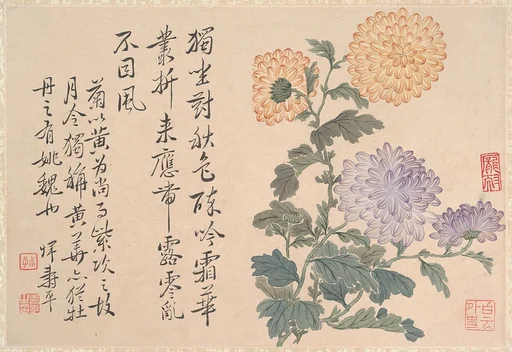 清 惲壽平 菊花圖 冊頁|Chrysanthemums