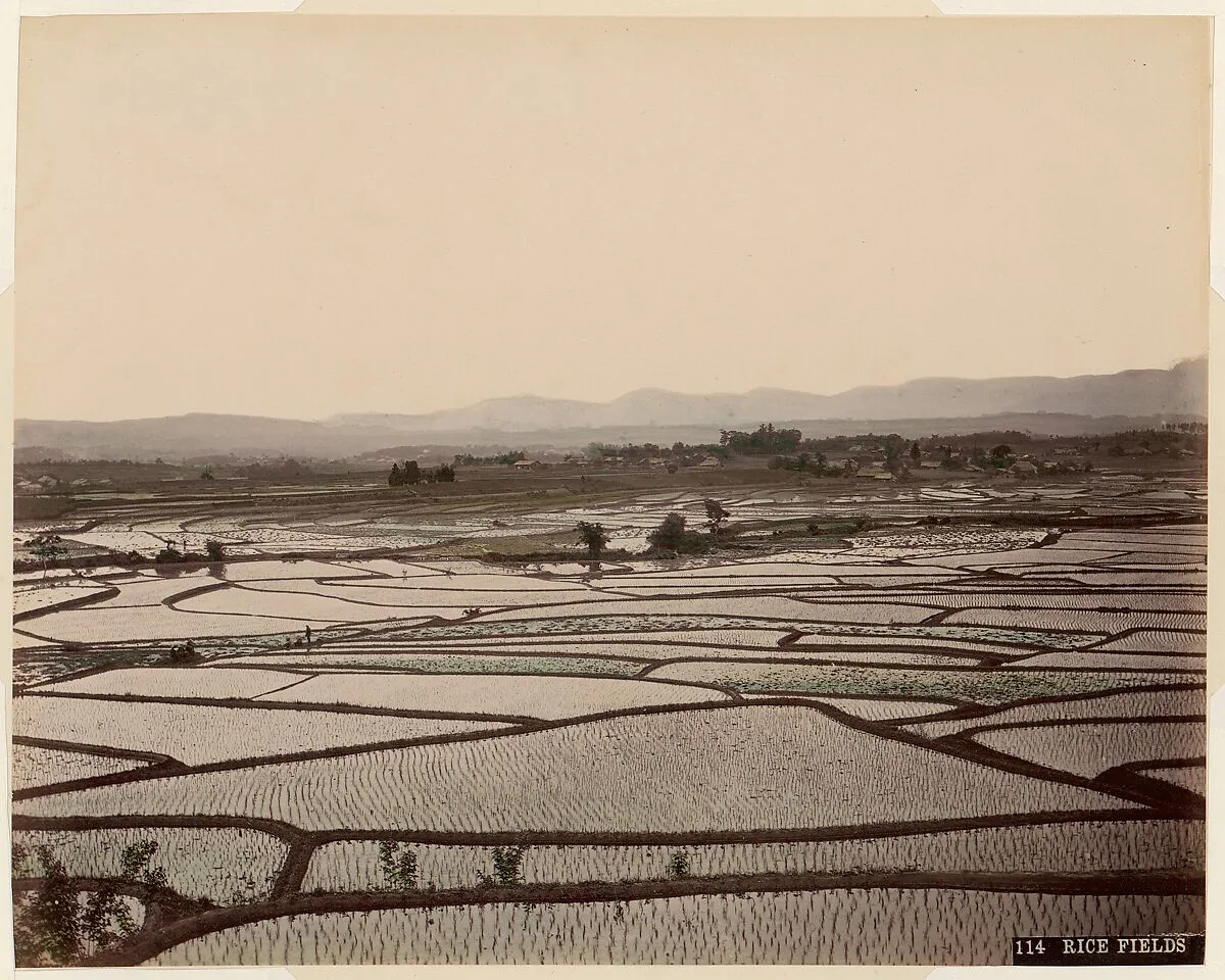 Rice Fields — Unknown