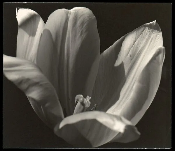 Yellow Tulip — Johan Hagemeyer