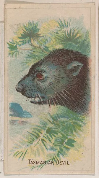 Tasmanian Devil, collector card from the Animal Pictures series (D8), issued by the Weber Baking Company to promote Onist Milk and Pullman Bread — Weber Baking Company