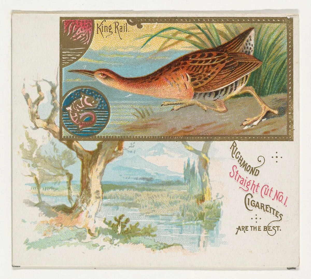 King Rail, from the Game Birds series (N40) for Allen & Ginter Cigarettes — Allen & Ginter