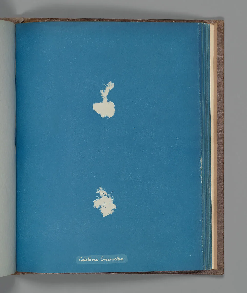 Calothrix Cresswelliæ — Anna Atkins