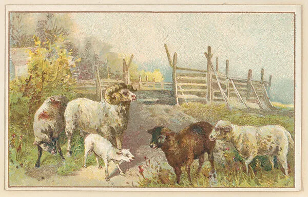 Sheep, bakery card from the Picture Cards series (D63), issued by the Vienna Model Bakery — Vienna Model Bakery
