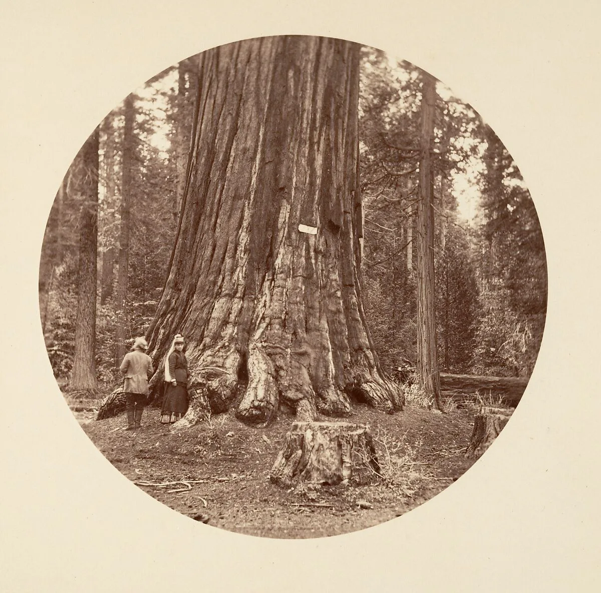 The Pride of the Forest - Calaveras Grove — Carleton E. Watkins