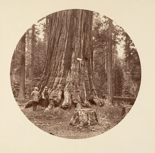 The Pride of the Forest - Calaveras Grove
