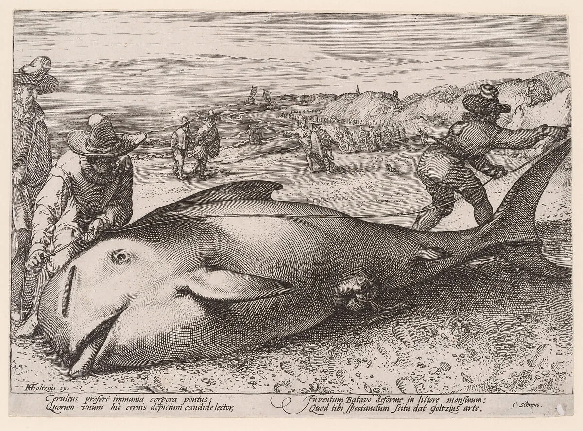 A Pilot Whale — Hendrick Goltzius