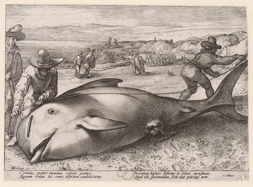 A Pilot Whale