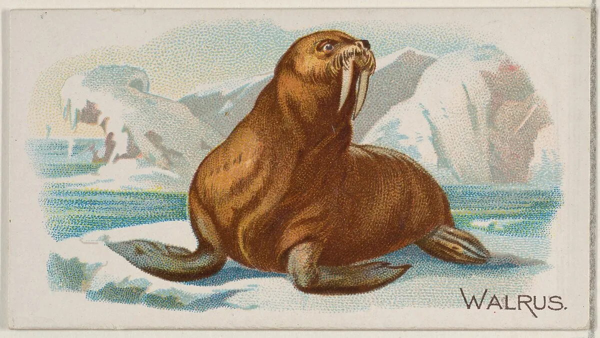 Walrus, from the Quadrupeds series (N21) for Allen & Ginter Cigarettes — Allen & Ginter|Lindner, Eddy & Claus
