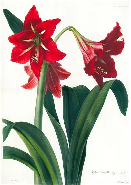 Transactions of the Horticultural Society, London, vol. 5 — W. Nichol|William Say|Augusta Innes Withers|William Jackson Hooker|E. D. Smith|Wilson Lowry|Thomas Tredgold|Horticultural Society of London|Charles Fox|Barbara Cotton|Charles John Robertson