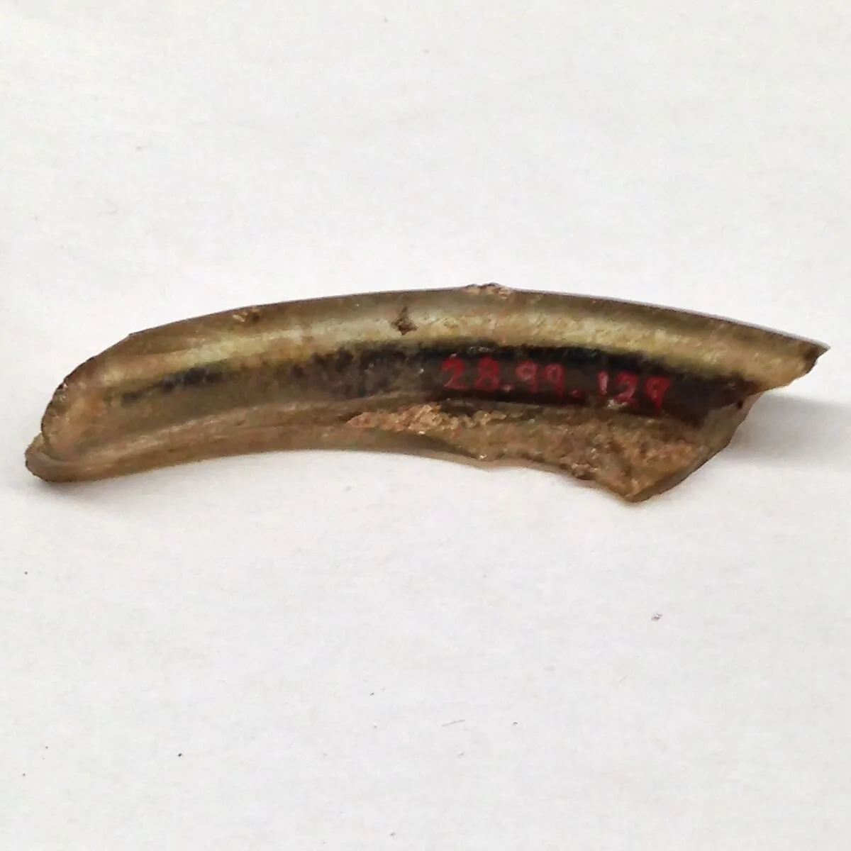 Fragment — Unknown