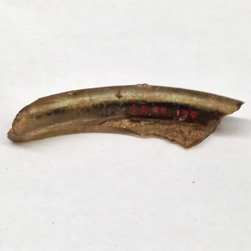 Fragment