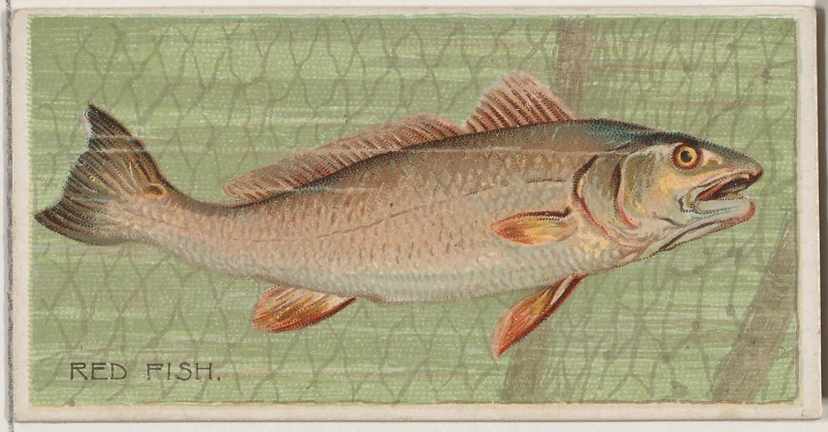 Red Fish, from the series Fishers and Fish (N74) for Duke brand cigarettes — W. Duke, Sons & Co.|Knapp & Company