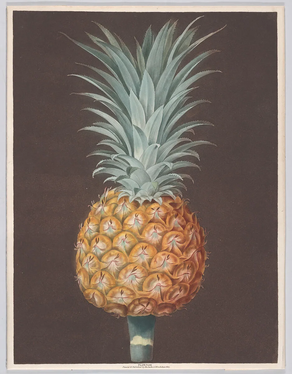 The Brown Havannah Pine — Richard Brookshaw|George Brookshaw|Thomas Bensley|Henri Merke