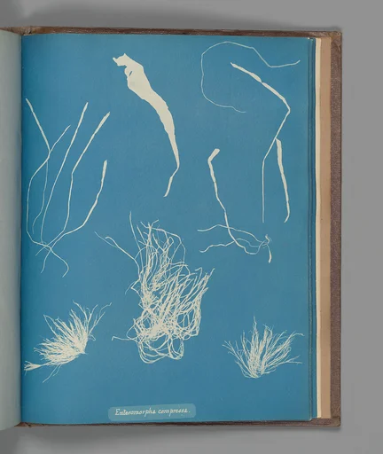 Enteromorpha compressa