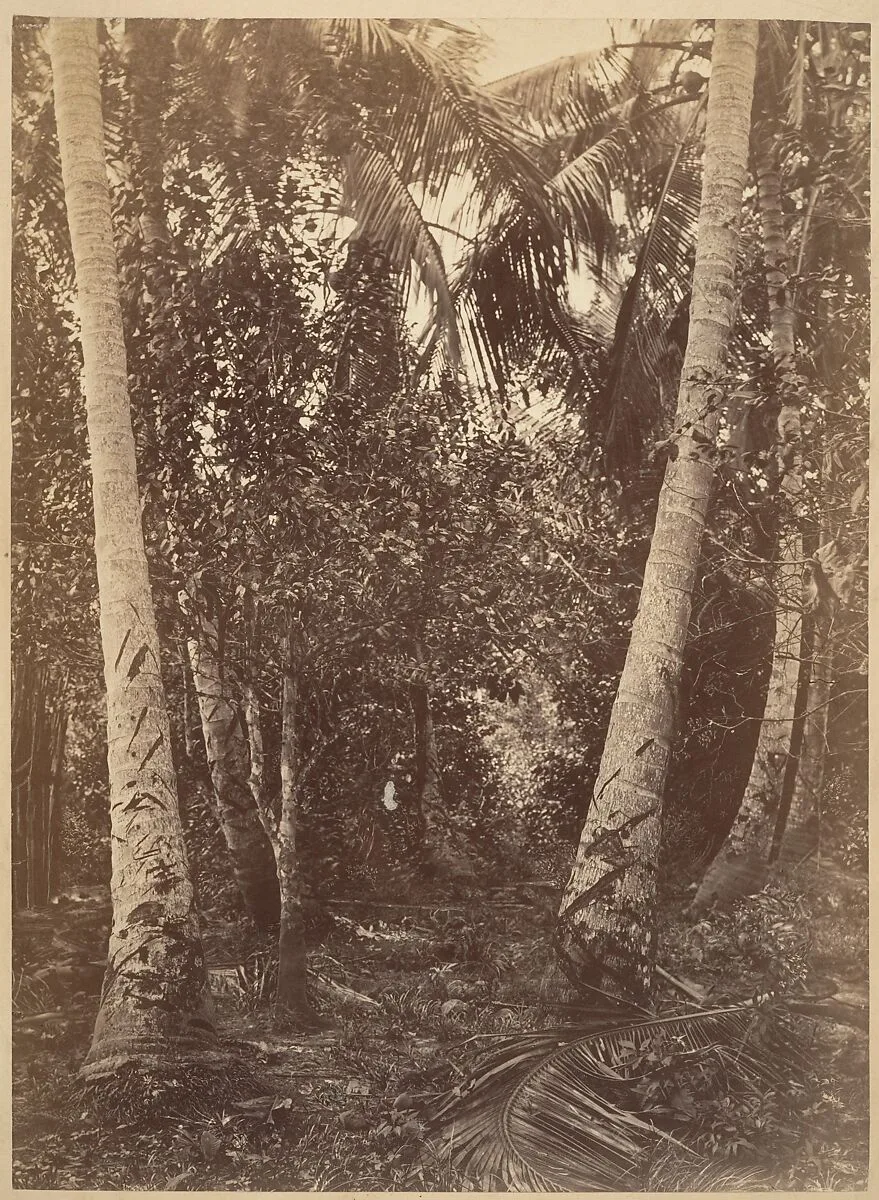 Tropical Scenery, Forest Near Turbo — John Moran