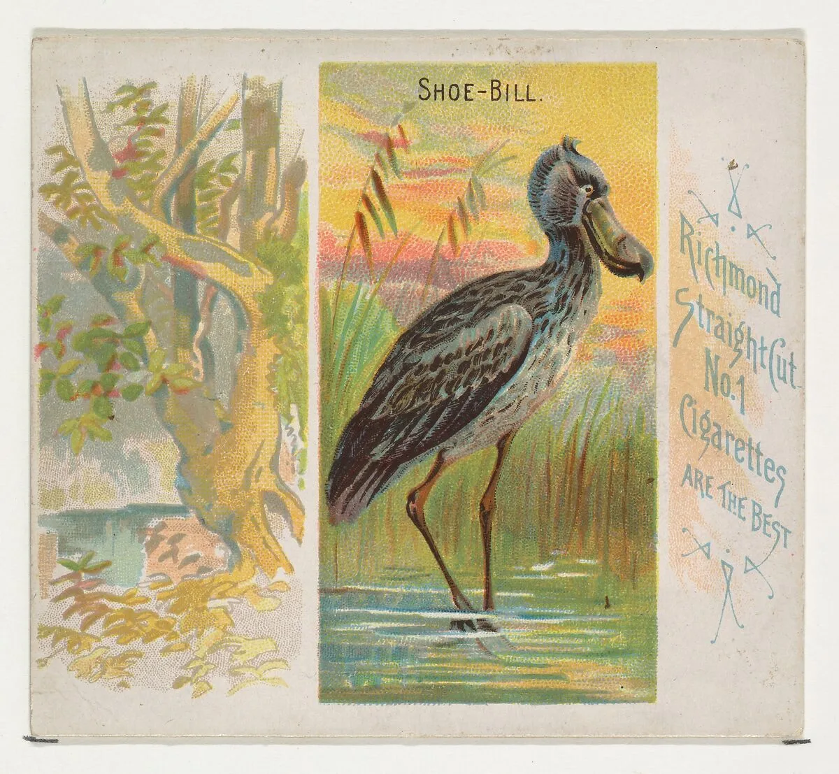 Shoe-Bill, from Birds of the Tropics series (N38) for Allen & Ginter Cigarettes — Allen & Ginter|George S. Harris & Sons