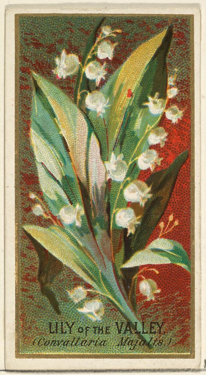 Lily of the Valley (Convallaria Majalis), from the Flowers series for Old Judge Cigarettes — Goodwin & Company|George S. Harris & Sons
