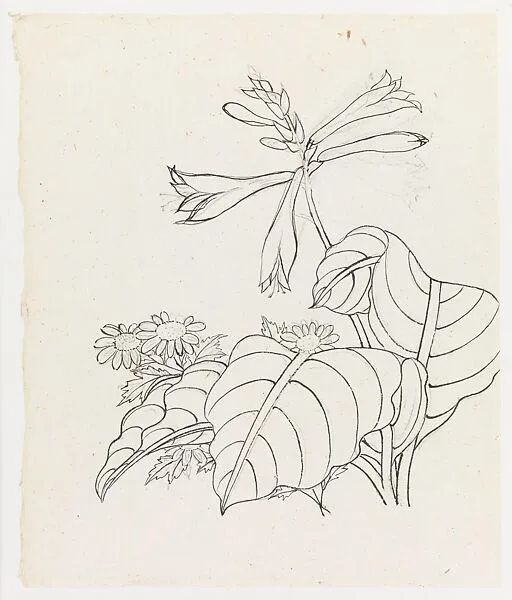 現代 謝稚柳 玉簪翠菊圖 鏡片|Hosta and Asters — Xie Zhiliu