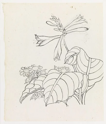 現代 謝稚柳 玉簪翠菊圖 鏡片|Hosta and Asters