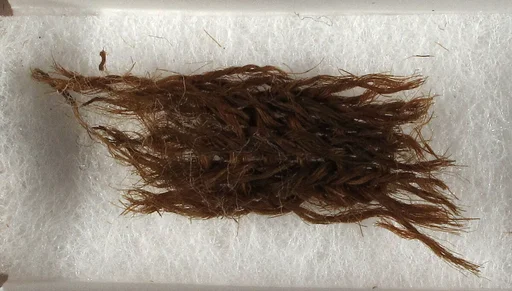 Cloth