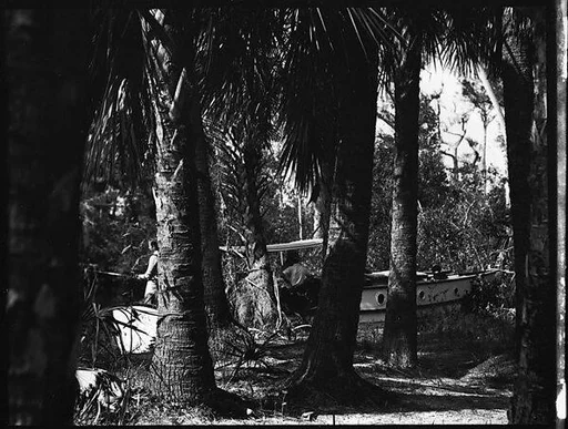 [Dayboat Through Palm Trees in Everglades, Florida]