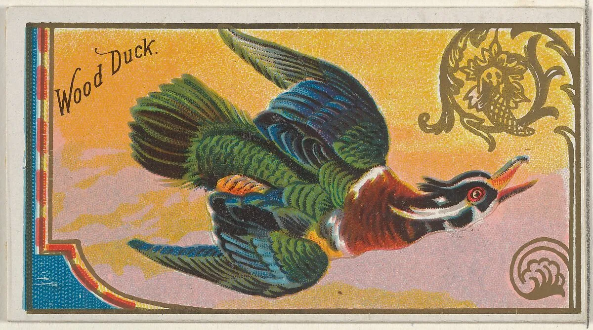 Wood Duck, from the Game Birds series (N13) for Allen & Ginter Cigarettes Brands — George S. Harris & Sons|Allen & Ginter