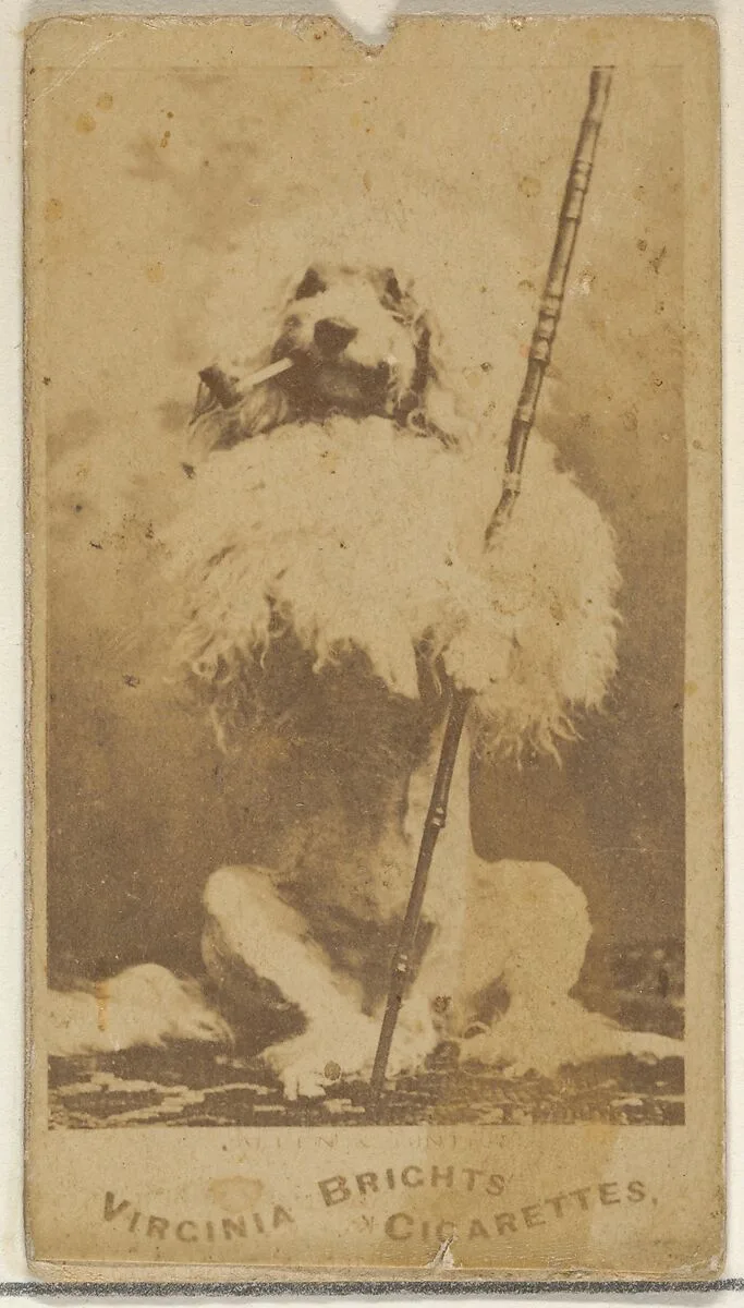 From the Dogs series (N47) for Virginia Brights Cigarettes — Allen & Ginter