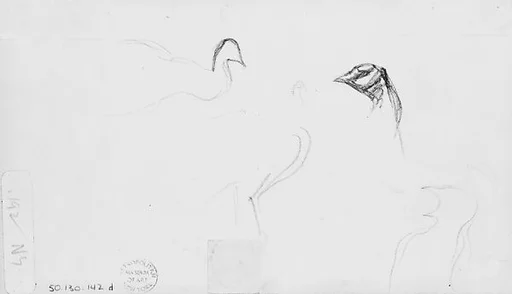 Peacocks