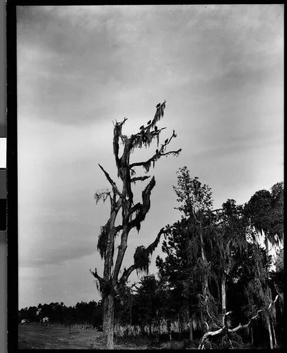 [Vultures in Cypress Tree, Florida]