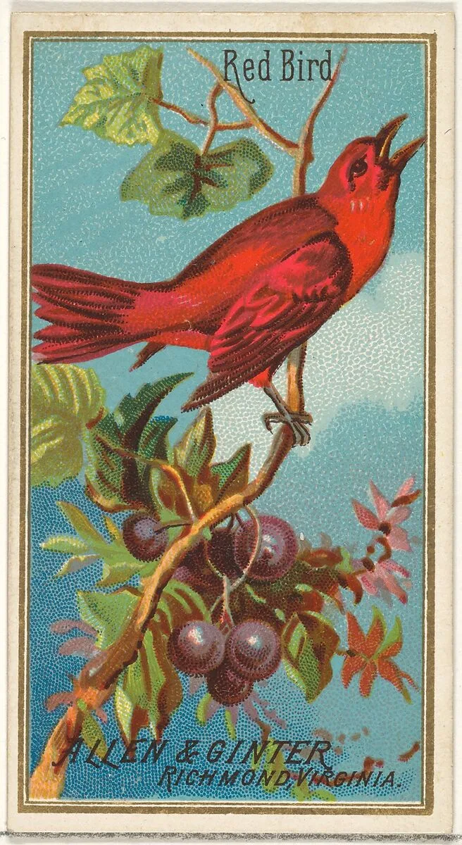 Red Bird, from the Birds of America series (N4) for Allen & Ginter Cigarettes Brands — Allen & Ginter