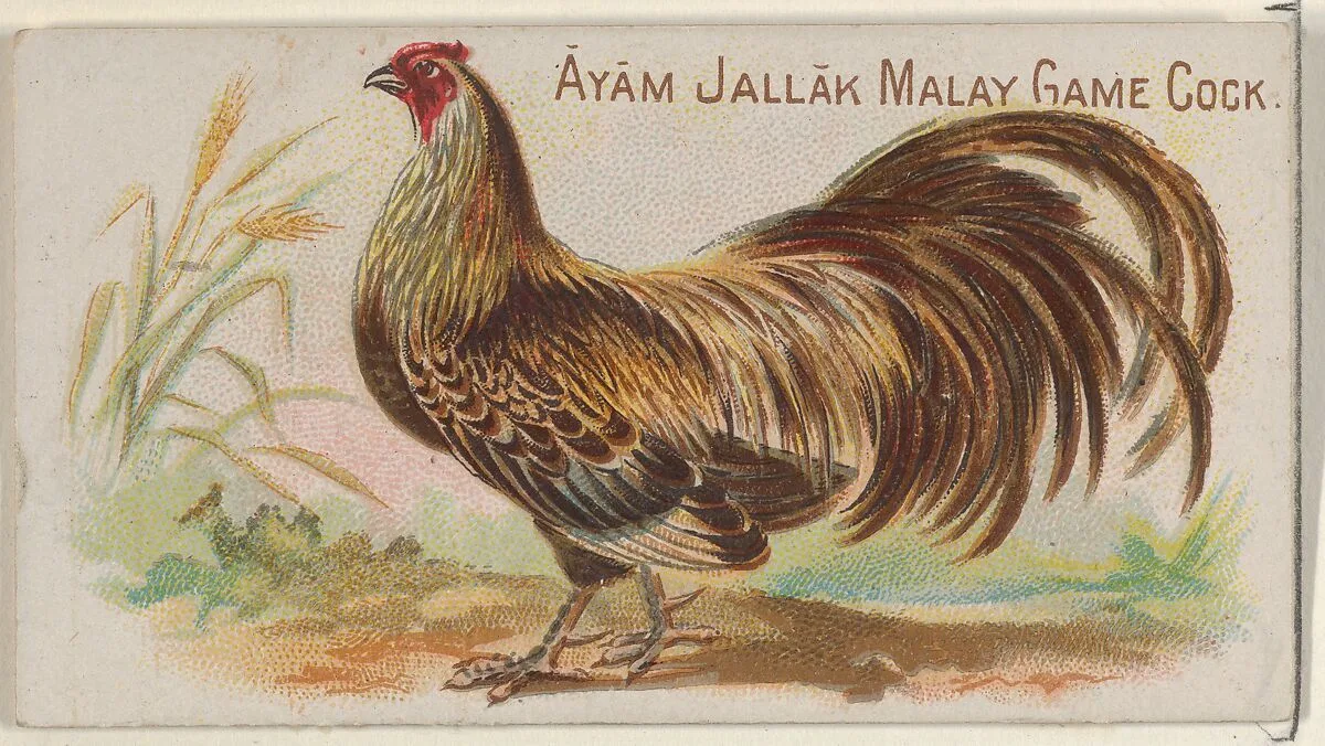Ayam Jallak Malay Game Cock, from the Prize and Game Chickens series (N20) for Allen & Ginter Cigarettes — Allen & Ginter|The Gast Lithograph & Engraving Company
