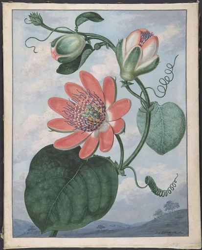 Passion Flower