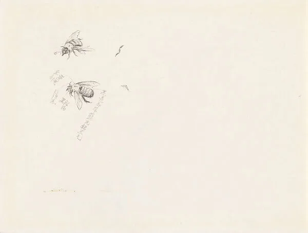 現代 謝稚柳 蜂圖 冊頁|Studies of a Bee — Xie Zhiliu