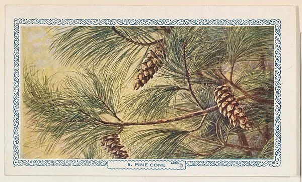 6. Pine Cone, bakery insert card from the Flower Pictures series (D36), issued by the Freihofer Baking Company — Freihofer Baking Company