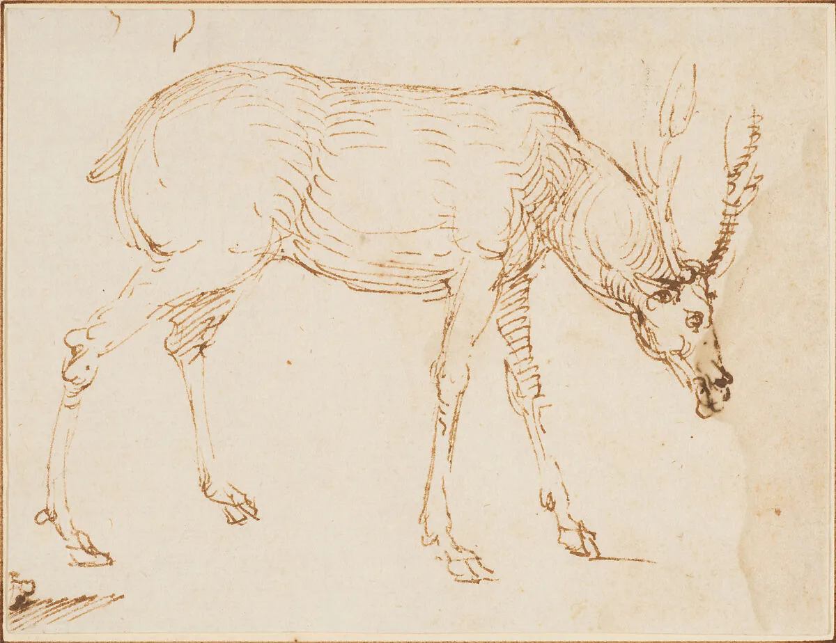 Studies of a Stag — Stefano da Verona (Stefano di Giovanni d'Arbosio di Francia)