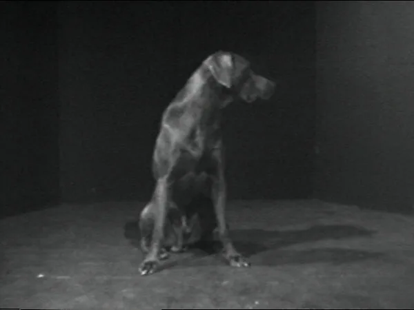 Moby Dick — William Wegman