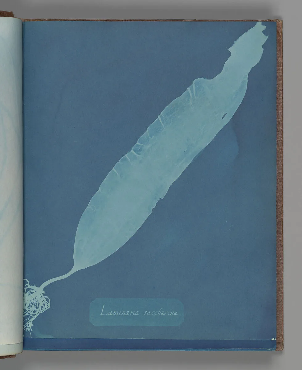 Laminaria saccharina — Anna Atkins