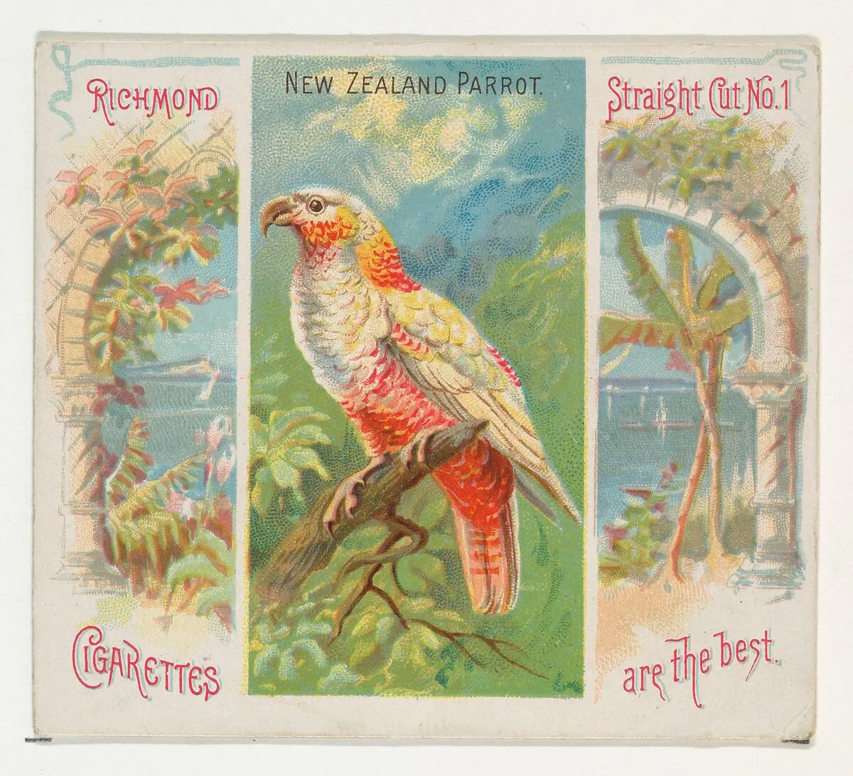 New Zealand Parrot, from Birds of the Tropics series (N38) for Allen & Ginter Cigarettes — Allen & Ginter|George S. Harris & Sons